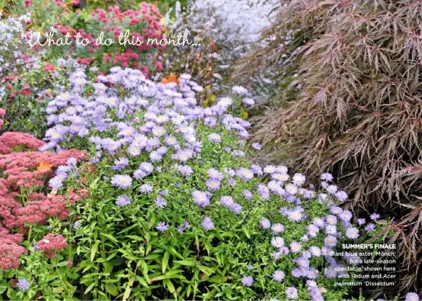  ??  ?? SUMMER’S FINALE Plant blue aster ‘Mönch’ for a late-season spectacle, shown here with sedum and Acer palmatum ‘Dissectum’