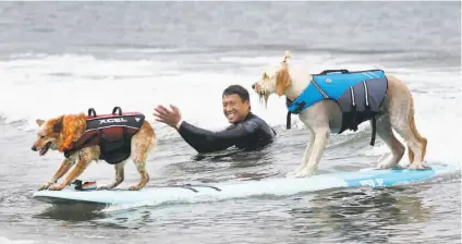  ?? Photos by Paul Chinn / The Chronicle ?? Above: Michael Uy applauds as Skyler (left) hitches a ride with Teddy after losing his surfboard in the Northern California division of the World Dog Surfing Championsh­ips. Below: Cherie rides a wave all the way to shore.