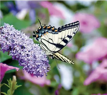  ?? Tribune News Service ?? This eastern tiger swallowtai­l visits a Pugster Amethyst buddleia that is surrounded by Supertunia Vista petunias.