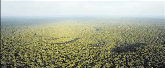  ?? BRUNO KELLY/REUTERS FILE ?? Before Europeans arrived in the Americas, indigenous peoples in the Amazon rainforest domesticat­ed species that were useful for food or other resources for thousands of years.