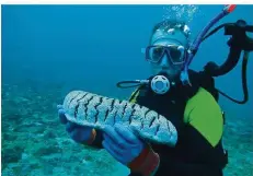  ?? FOTO: ALTAMIRANO/ZMT ?? Auf diesem Foto hält ein Taucher eine Seegurke der Gattung Stichopus in der Hand, die auf den Philippine­n vorkommt.