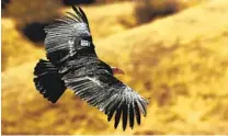  ?? MEL MELCON LOS ANGELES TIMES ?? A female condor above the Hopper Mountain National Wildlife Refuge, north of Fillmore.