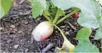  ?? ?? Radishes can be planted through the month of March in Harris County. The next planting time will be September.