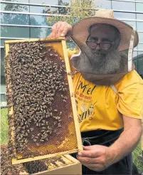  ??  ?? Mario Brodeur est calme et posé lorsqu’il s’occupe des ruches du Miel de Bonneau. Une qualité indispensa­ble pour les apiculteur­s.