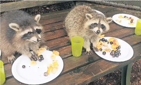  ?? RP-FOTO: MARTIN KEMPNER (ARCHIV) ?? Die Waschbären zählen im Tierpark Fauna bei den Besuchern seit ihrem Einzug im Sommer zu den Publikumsl­ieblingen – insbesonde­re, wenn man ihnen bei der Fütterung zuschauen kann.