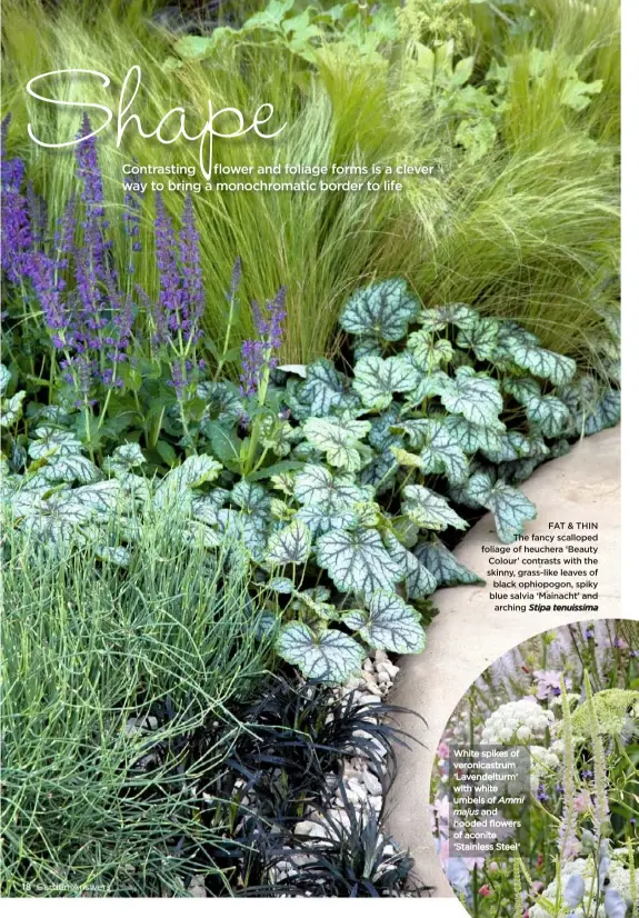  ??  ?? FAT & THIN The fancy scalloped foliage of heuchera ‘Beauty Colour’ contrasts with the skinny, grass-like leaves of black ophiopogon, spiky blue salvia ‘Mainacht’ and arching Stipa tenuissima White spikes of veronicast­rum ‘Lavendeltu­rm’ with white...