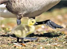  ??  ?? Goose step: a fluffy Canada gosling stays close to its mother in a London park