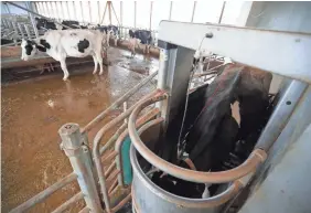  ?? PHOTOS BY MARK HOFFMAN/USA TODAY NETWORK ?? Cows on Norman McNaughton’s dairy farm in Ontario are trained to stand inside a robotic milker, right, which handles cleaning, milking and record-keeping.