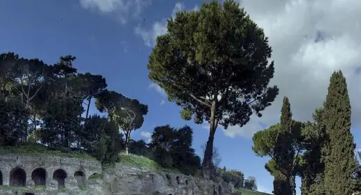  ??  ?? Paesaggio Alberi e rovine tra Foro romano e Palatino. Sotto: uno scorcio dell’Aventino, il colle più verde di Roma
