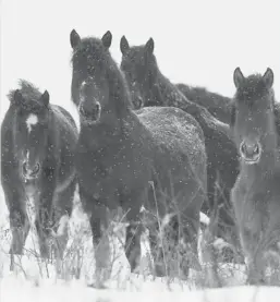  ?? Calgary Herald/files ?? Wild horses stand atop Parker’s Ridge near Sundre. Readers say there is plenty of room for wild horses to share the land with cattle, and no need for a cull.