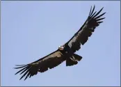  ?? MARCIO JOSE SANCHEZ — THE ASSOCIATED PRESS FILE ?? A California condor takes flight in the Ventana Wilderness east of Big Sur.