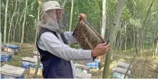  ?? AN photo ?? Afghan refugee beekeeper Nazak Mir, owner of 150 beehive boxes, checks his beehives in Buner district, Khyber Pakhtunkhw­a, Pakistan.