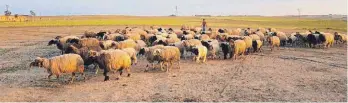  ??  ?? Aus Spenden wurde auch eine Schafherde gekauft: Die Tiere geben vielen Familien Arbeit und Auskommen.
