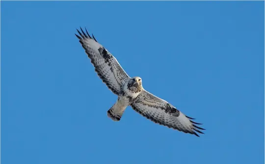  ?? ?? SEVEN: Rough-legged Buzzard (Pyhäjoki, Finland, 17 April 2008). This Rough-legged Buzzard lacks the prominent dark belly patch of juveniles and females, showing instead a rather more Common Buzzard-like pattern. This pattern is, however, typical of adult male Rough-leggeds, an identifica­tion that can be confirmed by its shining white underwings, extensive dark ‘wrist patches’ and, best of all, a white tail with a dark band. As confirmati­on of this bird’s age, and therefore its identity, note the detail of the tail pattern. Instead of the broad dark terminal band of a juvenile, it shows a narrower dark subtermina­l band with further thin dark lines along the inner edge – the classic adult pattern.