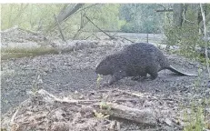  ??  ?? Der dämmerungs- und nachtaktiv­e Biber ist nur selten am Knippertzb­ach zu sehen. Dieses Foto von dem scheuen Nager hat eine Wildkamera geschossen.