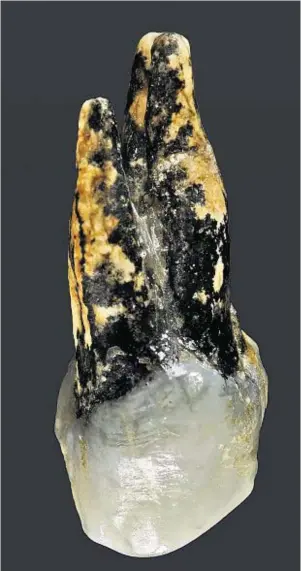  ??  ?? ANCIENT: A 7.24million-year-old upper premolar tooth, above, found in Bulgaria and jawbone, found in Greece, are shedding new light on human evolution