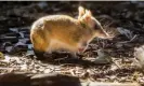  ?? Photograph: Zoos Victoria/AFP/Getty Images ?? The eastern barred bandicoot was reclassifi­ed from ‘extinct in the wild’ to ‘endangered’ after a decades-long breeding program.