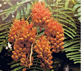  ?? ?? THE BRIGHT FLOWERS of Colvillea racemosa, or Colville’s Glory.