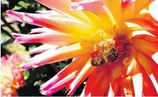  ?? DEAN FOSDICK ?? Dahlias are beautiful but they attract bees. When planting around your pool it’s best not to attract pollinator­s, says Tim Moloney, an instructor in landscape design at the University of Missouri.