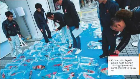  ?? AFP ?? Koi carp displayed in plastic bags during a ‘nishikigoi (coloured carp) contest’ in Tokyo.