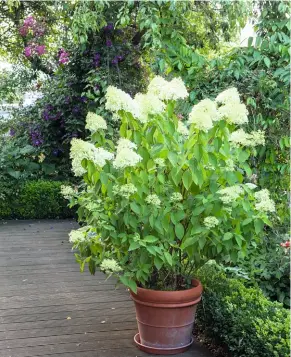  ??  ?? Durstig Im Topf fühlt sich die Hortensie 'Limelight' sichtlich wohl. Wie alle Hortensien­arten liebt sie es, viel gegossen zu werden.