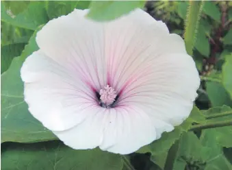  ??  ?? ‘Pink Blush’ is a dwarf annual lavatera, listed in the catalogue from T&T Seeds.