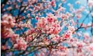  ?? ?? In full blossom … but in January? Photograph: Kyle Lin/Getty Images