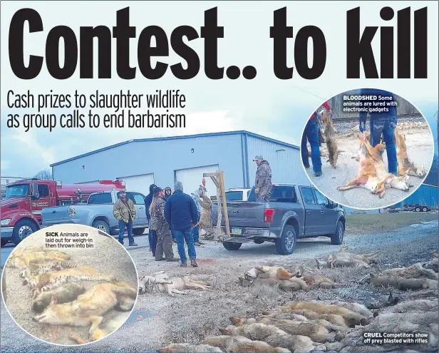  ??  ?? SICK Animals are laid out for weigh-in then thrown into bin
BLOODSHED Some animals are lured with electronic gadgets
CRUEL Competitor­s show off prey blasted with rifles