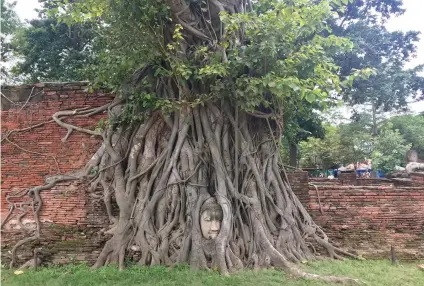  ??  ?? BUDDHA WITH FIG TREE at the Ayutthaya Historical Park.