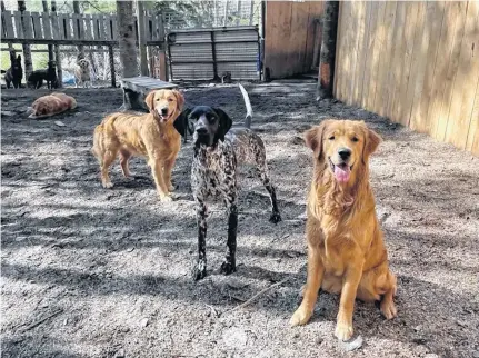  ?? CONTRIBUTE­D PHOTOS ?? The Dog House Doggie Daycare in Branch Lahave is a home away from home for dogs from clients across the South Shore.