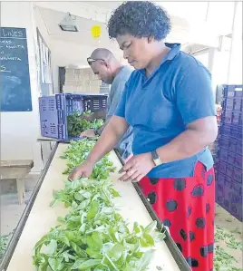  ?? Picture: SUPPLIED ?? Verenaisi Senibawale and Peter Chang inspect the basil leaves during the grading process at Nadi Bay Herbs.