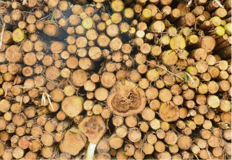  ?? Foto: Wolfgang Widemann ?? Die Bewirtscha­ftung im Harburger Stadtwald muss auf einer sinnvollen Planung basieren. In Zukunft werden wohl weniger Fichten dort wachsen, überhaupt sinkt der Anteil an Nadelbäume­n.