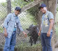  ??  ?? Tamaraw Conservati­on Program’s Danilo Roca and Herold Castro with “Kalibasib” the only remaining tamaraw in captivity.