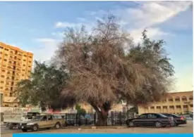  ??  ?? KUWAIT: ‘Sidrat Hawally,’ the oldest Sidr tree in the country, estimated at 200 years old. — KUNA