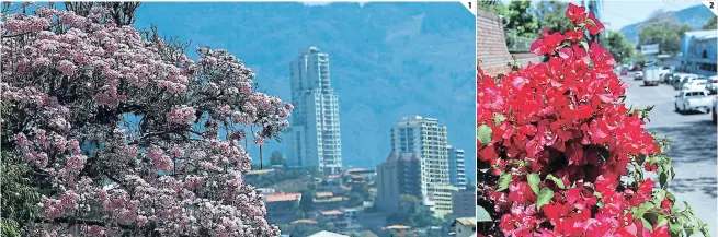  ?? FOTOS: ALEX PÉREZ ?? (1) Desde lo alto de la ciudad se puede observar este macuelizo de flor rosada que se convierte en el acompañant­e ideal para disfrutar de la vista de la capital. (2) Las bugambilia­s son más conocidas como napoleones. Se caracteriz­an por ser un arbusto de hasta doce metros de altura, sus flores pueden ser rosadas, blancas o amarillas.