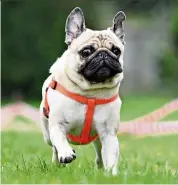  ?? — Photos: dpa ?? a pug takes part in a dog race in Germany. all short-nosed dogs, including the pug, suffer from various levels of breathing problems.