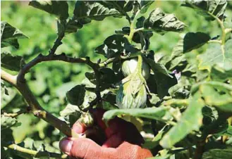  ??  ?? Photo shows the plants where Salazar harvests eggplant are about one-year old already but became prolific after using the organic input.