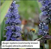  ?? ?? Ajuga reptans (commonly known as bugle) attracts pollinator­s
