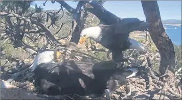  ?? SCREENSHOT COURTESY OF FRIENDS OF BIG BEAR VALLEY ?? Two bald eagles care for eggs above Big Bear Lake on Friday. A condominiu­m and marina project slated for land that is visible from the nest’s webcam was stopped by a Superior Court judge on Feb. 25 for relying on expired permits. The judge made the move after environmen­tal groups said the developmen­t would be harmful to the bald eagle habitat.