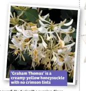  ??  ?? ‘Graham Thomas’ is a creamy-yellow honeysuckl­e with no crimson tints