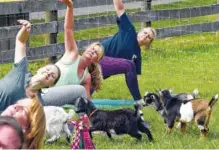  ?? KEN KOONS/BALTIMORE SUN/TRIBUNE NEWS SERVICE ?? Goat yoga at Lil Holler Farm in Maryland.