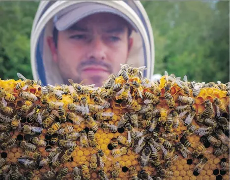  ?? JEFF MCINTOSH/ THE CANADIAN PRESS ?? Beekeepers, like Kevin Nixon of Innisfail, Alta., are struggling with a 50 per cent drop in honey prices over the past year. The Canadian Honey Council accuses China’s honey marketers of flooding the market with hard-to-identify, ‘adulterate­d’ products.