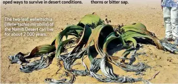  ??  ?? The two-leaf welwitschi­a (Welwitschi­a mirabilis) of the Namib Desert can live for about 2 000 years.