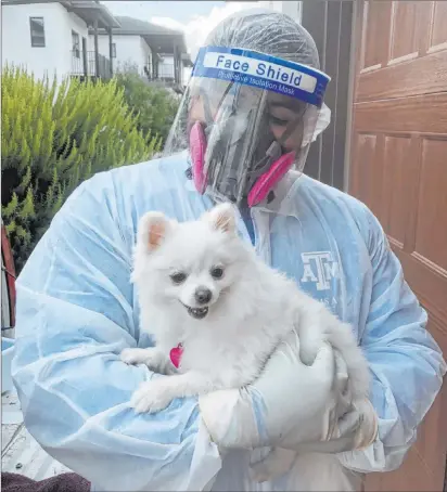  ?? Sarah Hamer ?? Texas A&M student Ed Davila holds Stella, one of hundreds of household pets tested during the university’s study of animals exposed to COVID-19 by their infected owners. Stella, a 2½-year-old Pomeranian, tested negative.