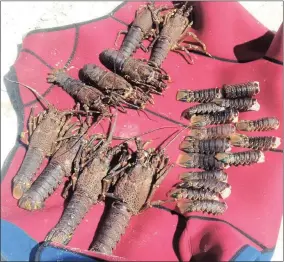  ??  ?? SOMETHING FISHY: Rock Lobsters that was confiscate­d during out of season fishing.