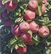  ?? Lori Van Buren / Times Union ?? Apples are ready to be picked at Windy Hill Orchard in Castleton.