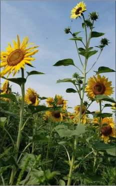  ?? BARRY TAGLIEBER — FOR MEDIANEWS GROUP ?? Many of the sunflowers grow tall in the field.