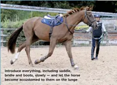  ??  ?? Introduce everything, including saddle, bridle and boots, slowly — and let the horse become accustomed to them on the lunge