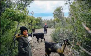  ?? AFP ?? Turkish goat-herder Aysel Cig (left) walks with her goats on April 9 near the shore of the southweste­rn Turkey Salda lake, in Burdur province.