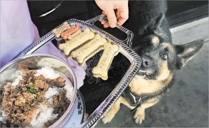  ?? Photog raphs by Christina House For The Times ?? THE MORRISON is among L.A. restaurant­s friendly to dogs. Pelle eagerly awaits a serving of hamburger and rice.